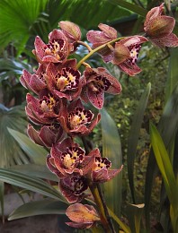 &nbsp; / ***