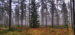 Misty forest / ***