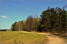 between field and forest / ***