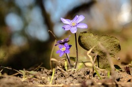 Spring Primrose / ***