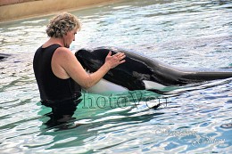 Hand friend / Blue Whale in the Marine Land in Canada,
tamer preparing the whale to the showing