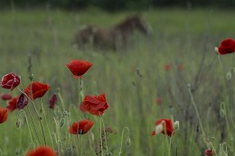 Poppy Dreams ... / ***