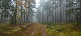 In the autumn misty forest / ***