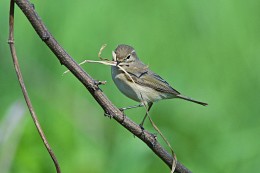 Warbler builder. / ***