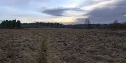 The path in the morning / ***