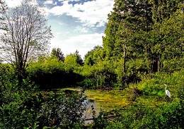 overgrown pond / ***
