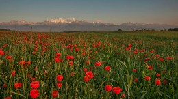 Spring landscape with poppies / ***