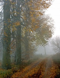 late autumn / ***
