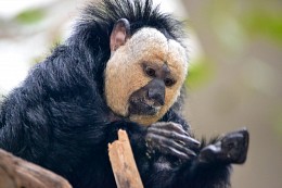 White-faced saki at the zoo in Amsterdam, Netherlands / ***