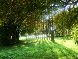 Morning in the park. / ***