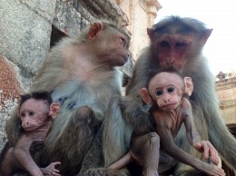 The family of Red Faces Makak in Hampi, India / ***