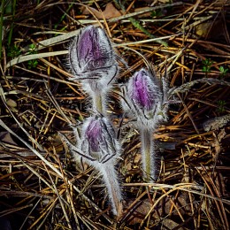 From the series &quot;Awakening ... Son-grass&quot; / ***