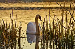 Evening on the lake. / ***