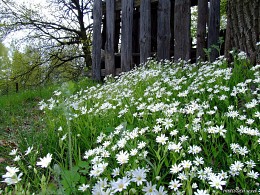 Spring mood / ***