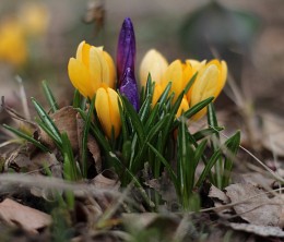 Crocuses / ...........