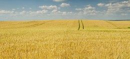 wheat field / ***