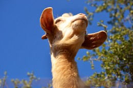 The "Flying Goat" at the argan tree (Morocco) / ***