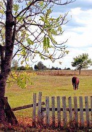 autumnal view / ***