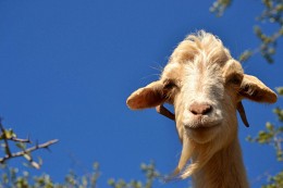 "The Flying Goat" at tha argan tree, Morocco / ***