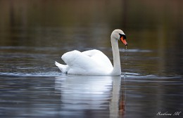 ... And the white swan ... / ***