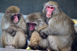 Family red-faced monkeys in the Amsterdam zoo / ***