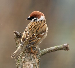 Portrait of a tree sparrow / ***