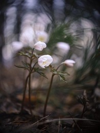 Spring flowers. / ***