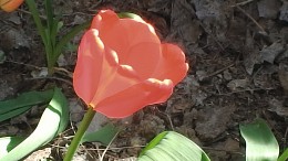 Flowers, nature / ***