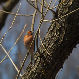 Spring. Eyes to the left ... / ...