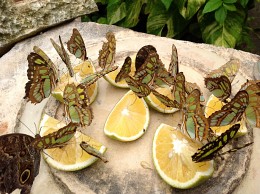 The lunch in Xcaret, Mexico / ***