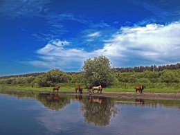 Horses at the river / ***