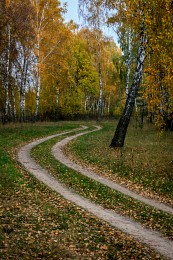 Forest road / ***