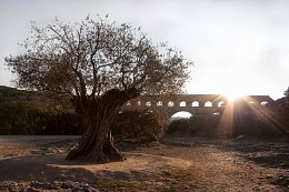 Aqueduct Pont du Gard and the old olive tree / ***