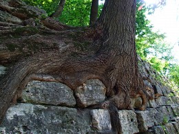 ... And on stones trees grow ... / ***