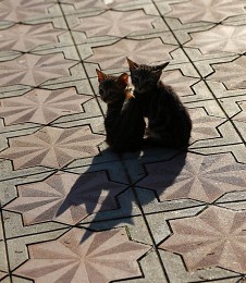 We have no pillows, no blankets / ***