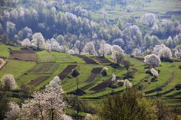 April in the Carpathians / ***
