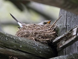 The nesting season / ***