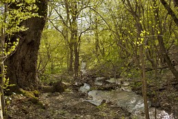 In the spring forest / ***