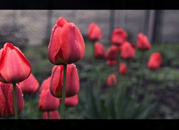 Chervona Tulips / ***