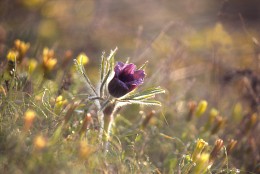 Spring morning sleep-grass. / ***