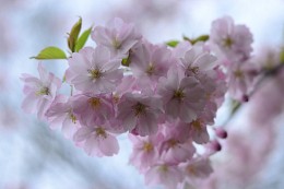 Spring flowering / ***