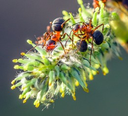 Ants on willow ... / ***