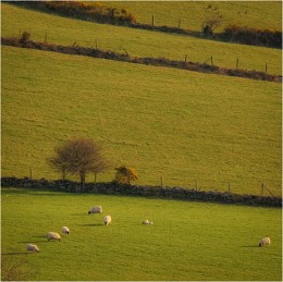 Sheep ... about ... / ***