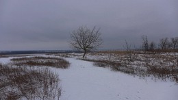 Winter landscape with tree / ***