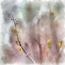 an outline of spring / ***
