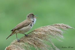 Great reed warbler. / ***