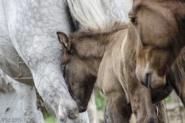 Pretty Mom / ***