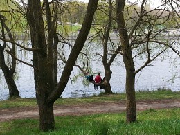 Spring Fever, mermaids lie on the branches. / ***