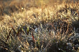 Early Dew / 18-55