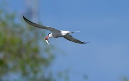 Tern with prey. / ***